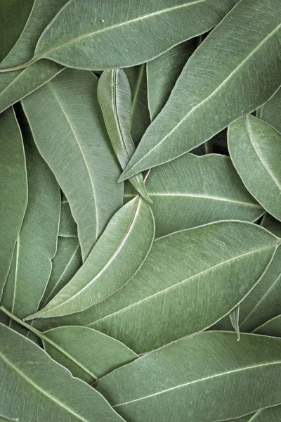 Eucalyptus listy Full Frame pozadí pohled shora — Stock fotografie