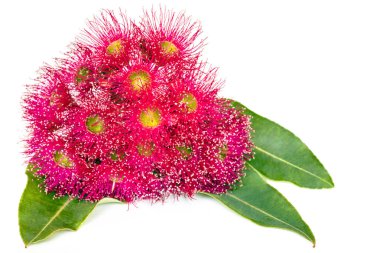 Pembe okaliptüs çiçek ve yaprak üzerinde beyaz izole