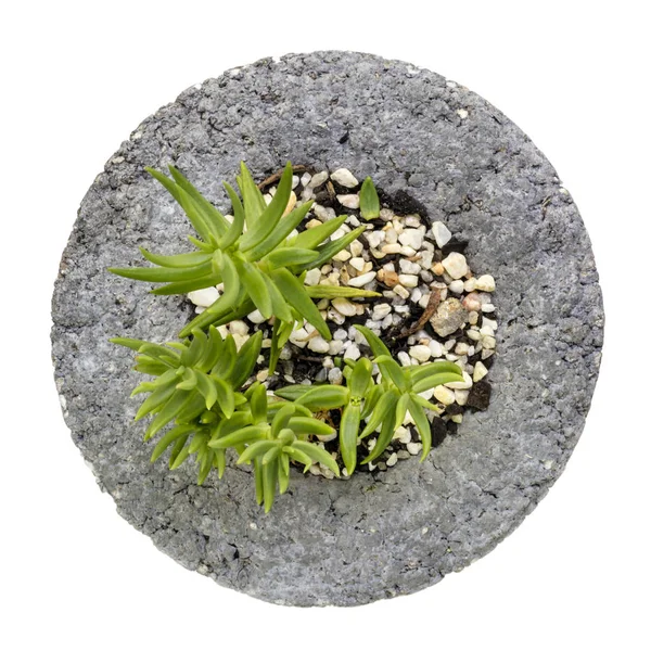 Pote planta vista superior isolado — Fotografia de Stock