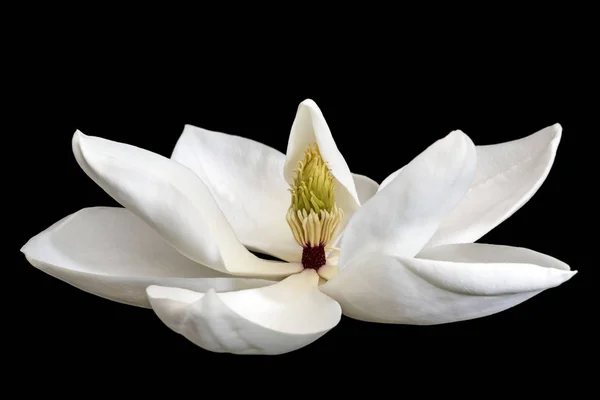 Magnolia λουλούδι που απομονώνονται σε μαύρο — Φωτογραφία Αρχείου