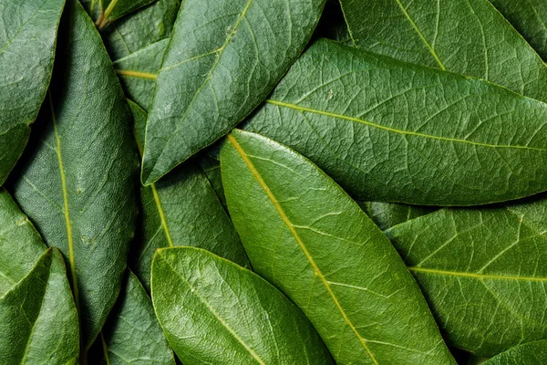 Lorbeer hinterlässt Spuren — Stockfoto