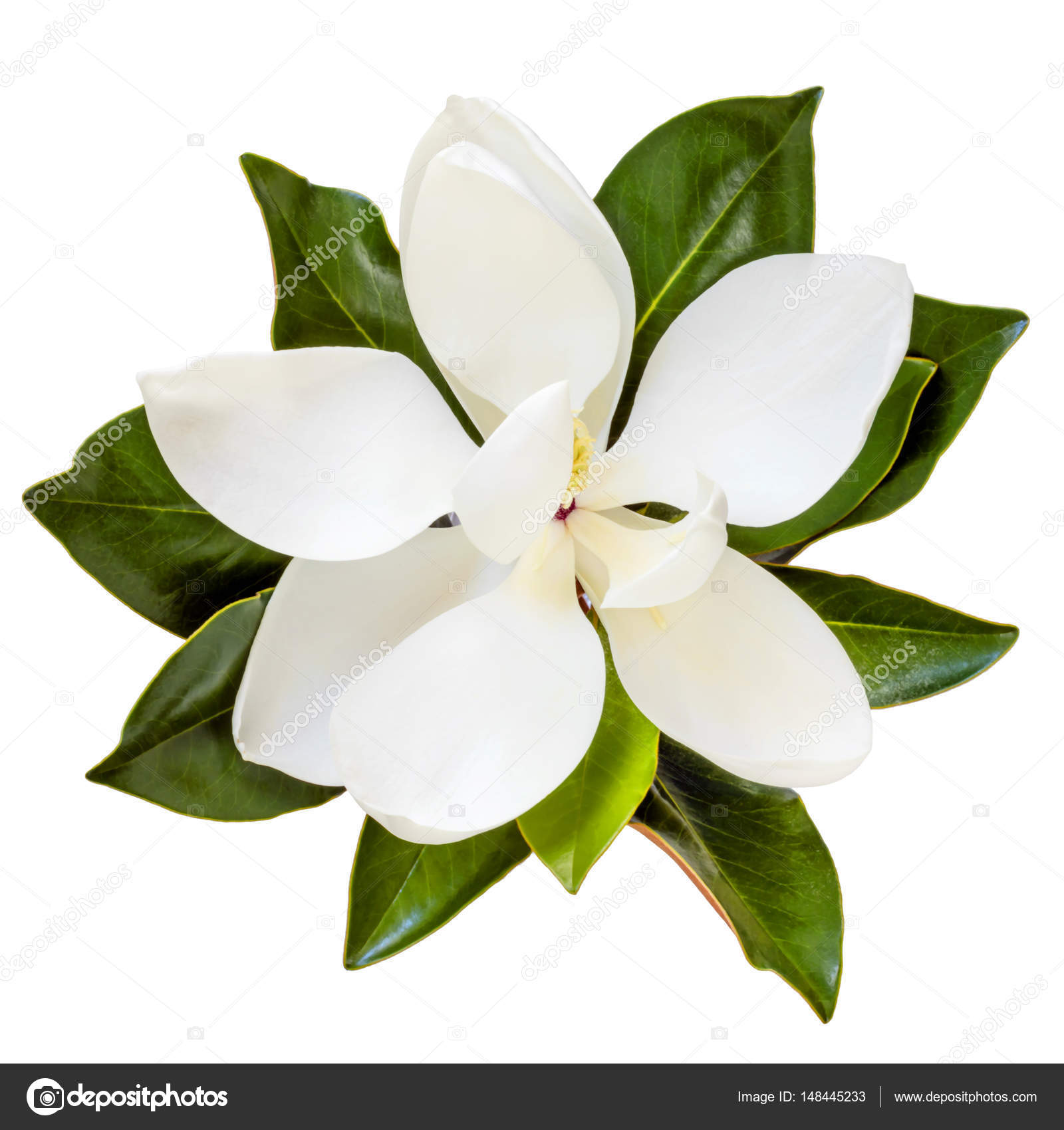 Hojas de magnolia fotos de stock, imágenes de Hojas de magnolia sin  royalties | Depositphotos