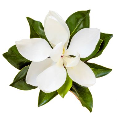 Manolya çiçek üstten görünüm üzerinde beyaz izole