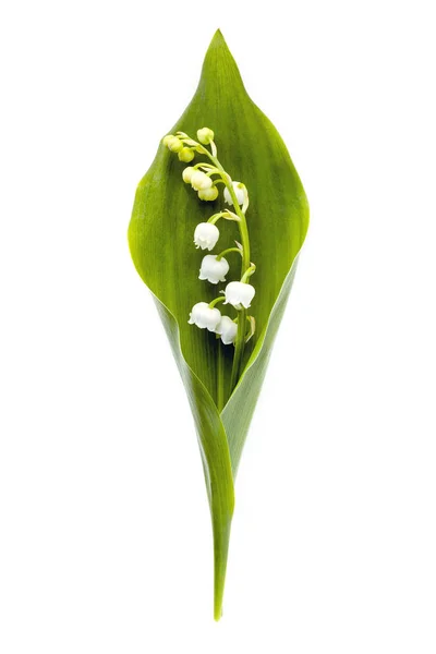 Lily-of--beyaz izole Vadisi — Stok fotoğraf