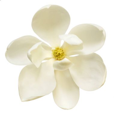 White Magnolia Flower Top View Isolated clipart