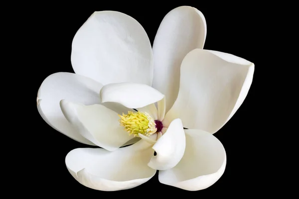 Magnolia blanc isolé sur noir — Photo