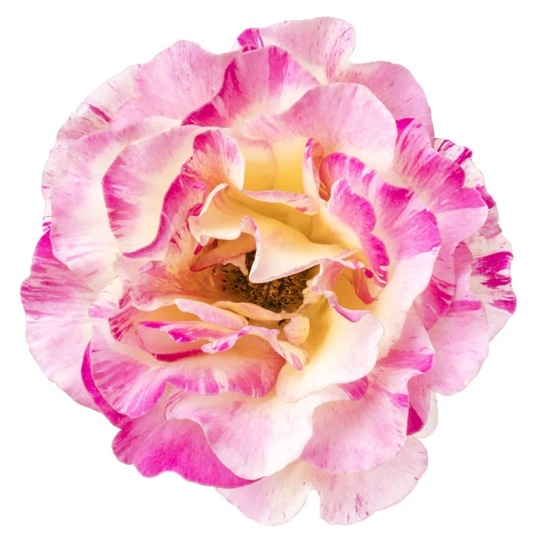 Pink and White Rose Flower Top View Isolated — Stock Photo, Image