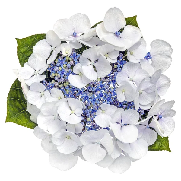 Blauwe Lacecap hortensia bloem bovenaanzicht geïsoleerd op wit — Stockfoto