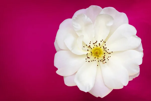 White Country Rose Top View over Vibrant Pink Background — Stock Photo, Image