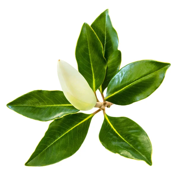 Magnolia Bud and Leaves Isolated on White — Stock Photo, Image