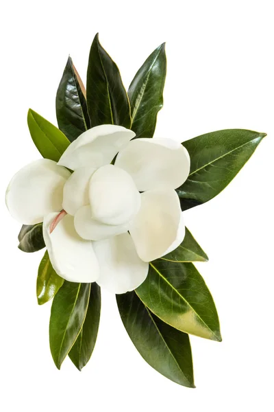 Magnolia flor aislada en blanco vista superior — Foto de Stock