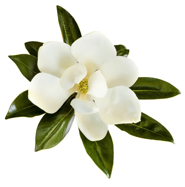 Magnolia Flower Isolated on White Top View — 스톡 사진