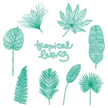 Botanik vektör çizim el çekilmiş.