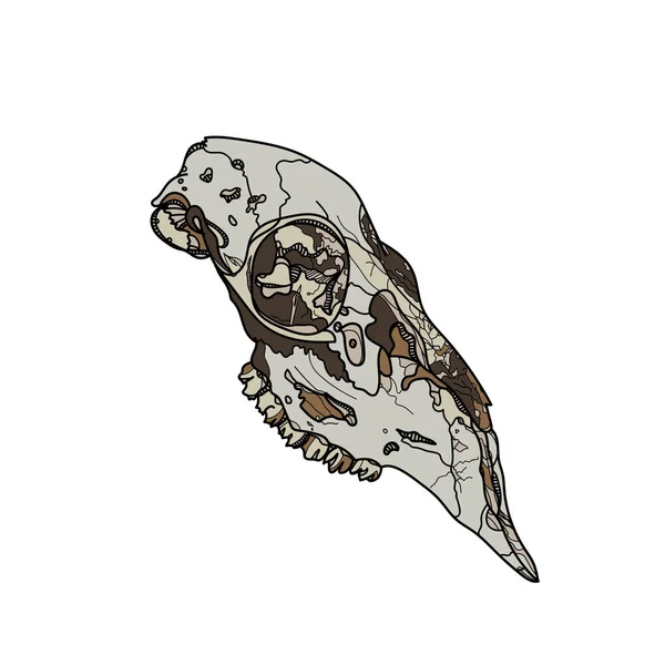動物の頭蓋骨のベクトル図. — ストックベクタ