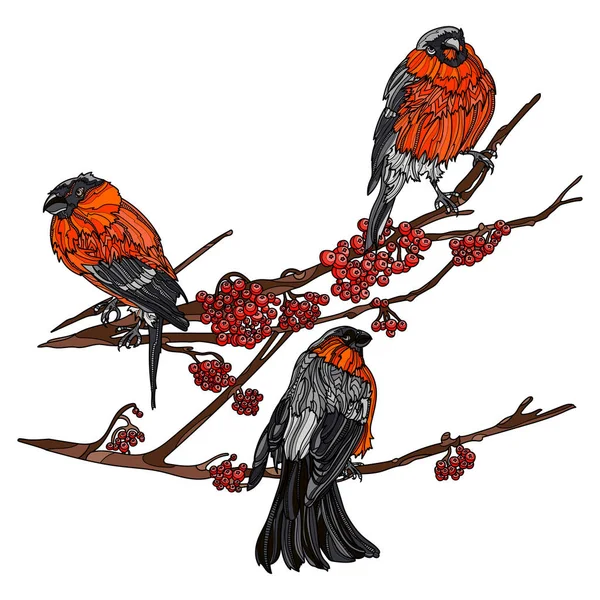 Bullfinches en las ramas de la ceniza de montaña . — Vector de stock