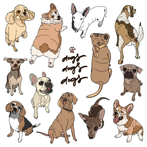 Ilustración vectorial de diferentes razas de perros . — Vector de stock