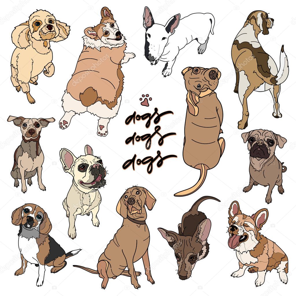 Vector illustration of different dogs breed.