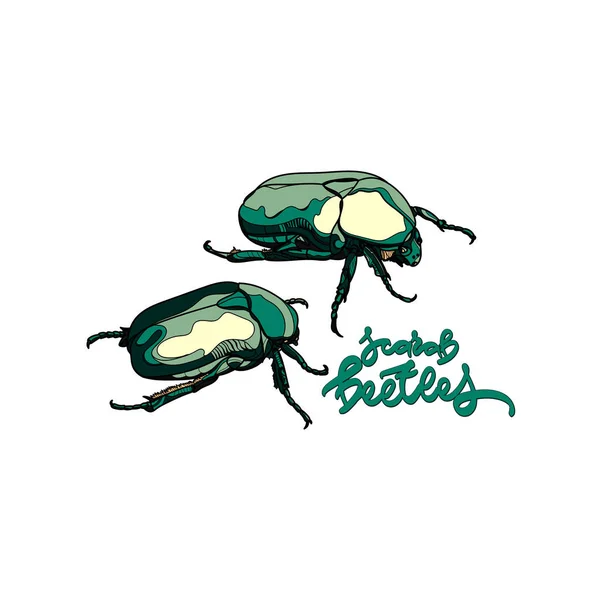 Vector kaart met scarab kevers . — Stockvector