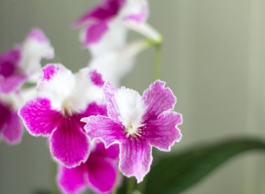 Güzel çiçek açan streptocarpus pembe ve beyaz.
