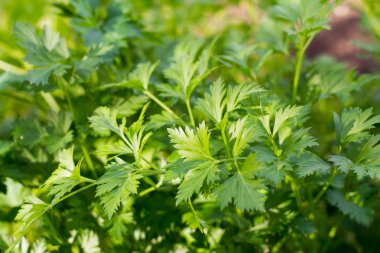 Maydanoz bahçede lüks içinde yetişir. Maydanoz yapraklarının yeşil arkaplanı, en üstteki yakın plan