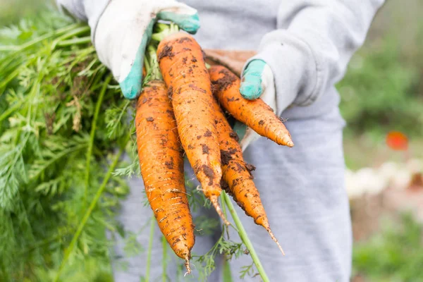 La cosecha de carrots.Large zanahorias orgánicas del jardín en manos de un agricultor — Foto de Stock
