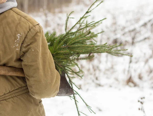 Des branches fraîches mangeaient dans les mains du garçon.Le garçon ramassait des branches pour les vacances afin de décorer la maison . — Photo