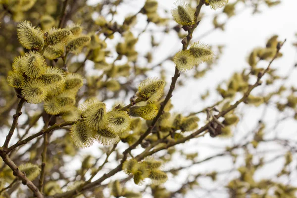Krásné Lindenovy větve s nadýchanými žlutými pupeny kvetly na jaře — Stock fotografie