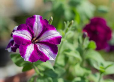Flowerbed with flowering petunias.Beautiful purple Petunia blooming in the garden.