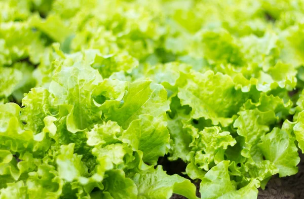 Salad hijau segar di kebun. Vitamin hijau muda tumbuh di kebun. . — Stok Foto