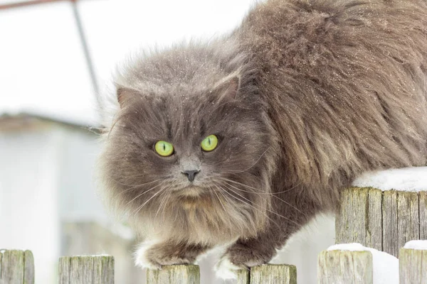 一只长着黄绿色眼睛的美丽的灰色乡村猫坐在一个被雪花覆盖的古老的木制栅栏上 — 图库照片