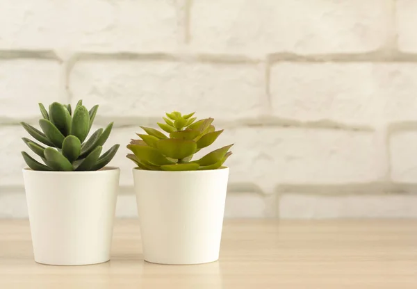 Dua pot succulents di meja cahaya atau rak dinding di ruang.Copy ruang. — Stok Foto