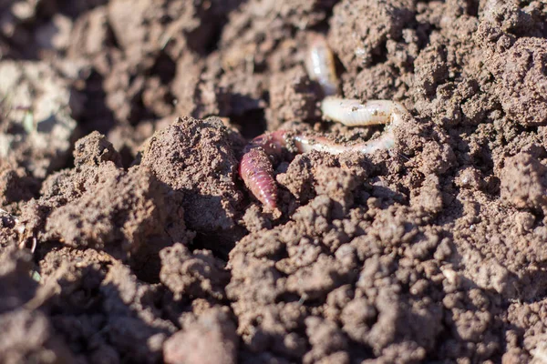 Rain Pink Worm Close Loamy Wet Soil Close — стоковое фото