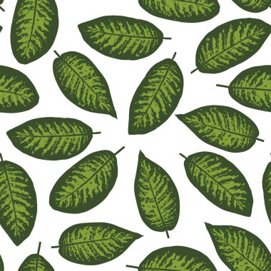 Dieffenbachia tropikal yaprak seamless modeli. Vektör çizim
