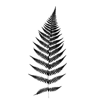 Fern leaf silhouette. Vector illustration clipart
