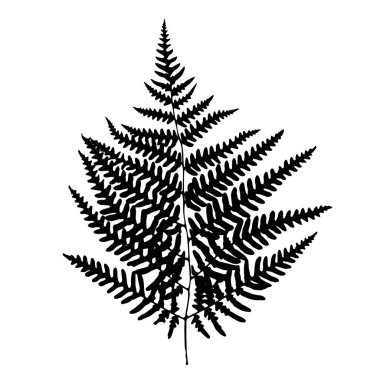 Eğrelti otu yaprağı silueti. Vektör illüstrasyonu