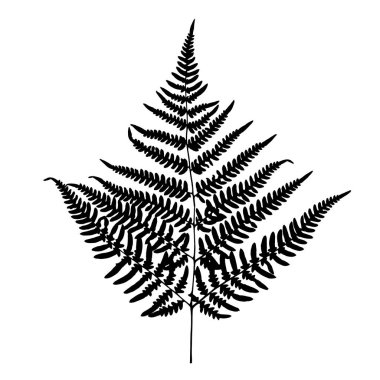 Fern leaf silhouette. Vector illustration clipart