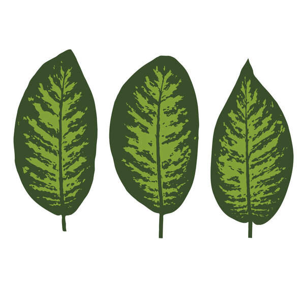 Dieffenbachia tropical leaf set. Vector illustration