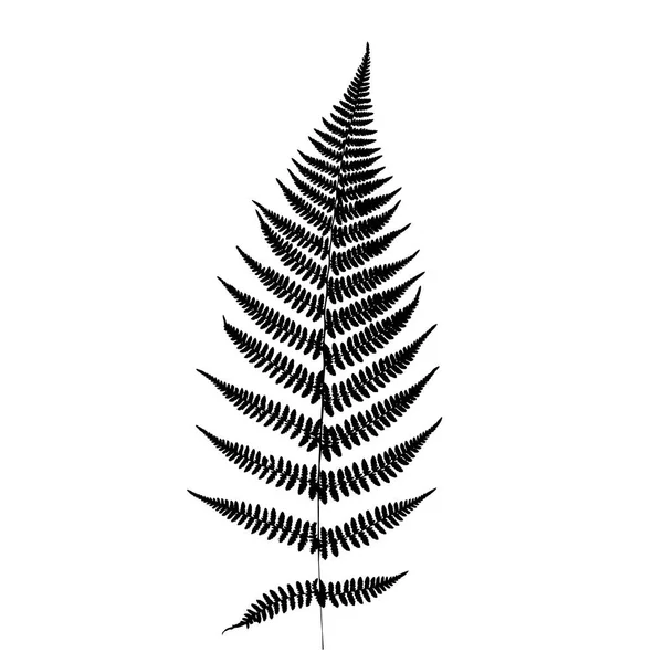 Fern Leaf Silhouette Vector Illustration — Stock Vector