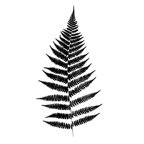 Fern Leaf Silhouette Vector Illustration — Stock Vector