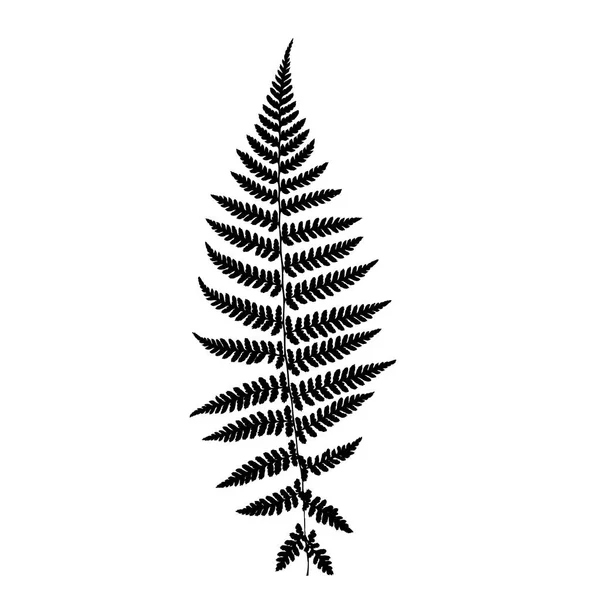 Fern Leaf Silhouette Vector Illustration — Stock Vector