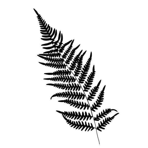 Fern Leaf Silhouette Vector Illustration — Stock Vector