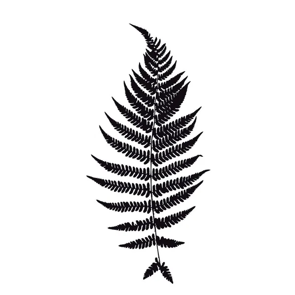 Fern Leaf Silhouette Vector Illustration — Stock Vector