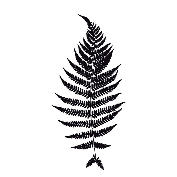 Fern leaf silhouette. Vector illustration