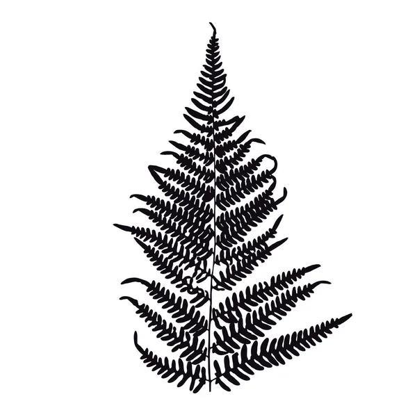 Silhouette Feuille Fougère Illustration Vectorielle — Image vectorielle