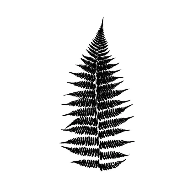 Silhouette Feuille Fougère Illustration Vectorielle — Image vectorielle