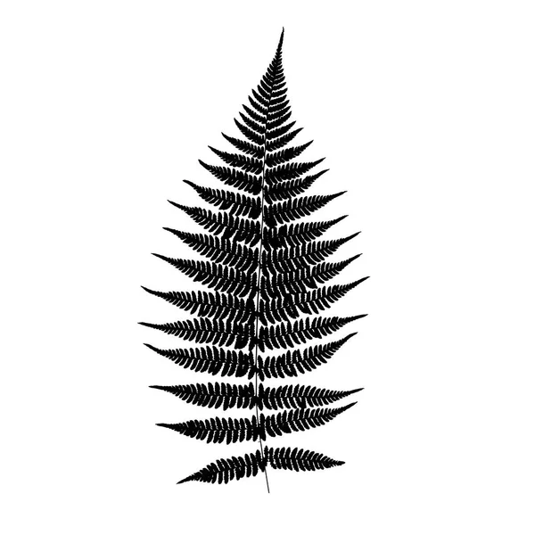 Silhouette Feuille Fougère Illustration Vectorielle — Image vectorielle