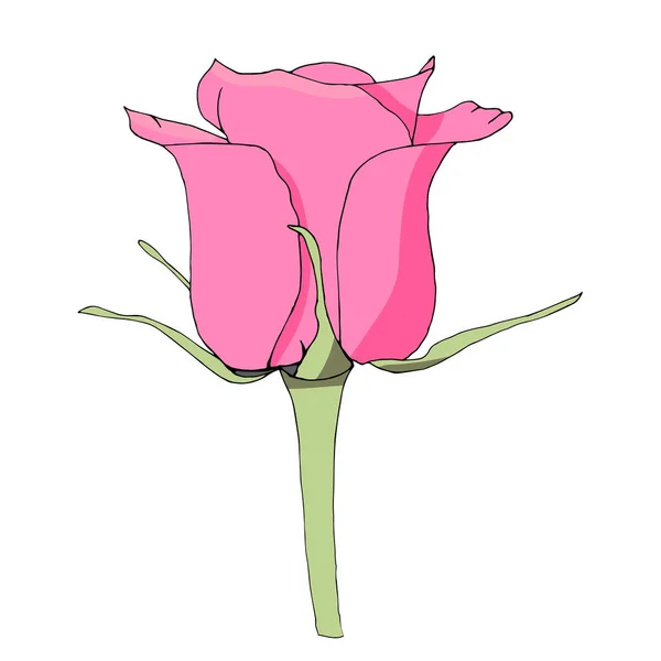 Ροζ Τριαντάφυλλο Λουλούδι Floral Σχέδιο Εικονογράφηση Διάνυσμα — Διανυσματικό Αρχείο