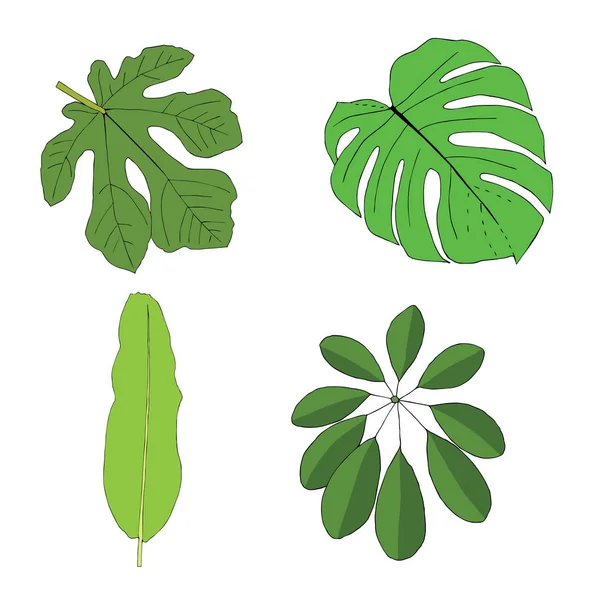 Hojas Tropicales Dibujadas Mano Ilustración Vectorial — Vector de stock