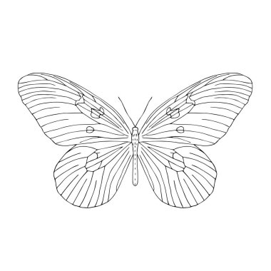 Elle çizilmiş kelebek. Siyah ve beyaz vektör çizim boyama.