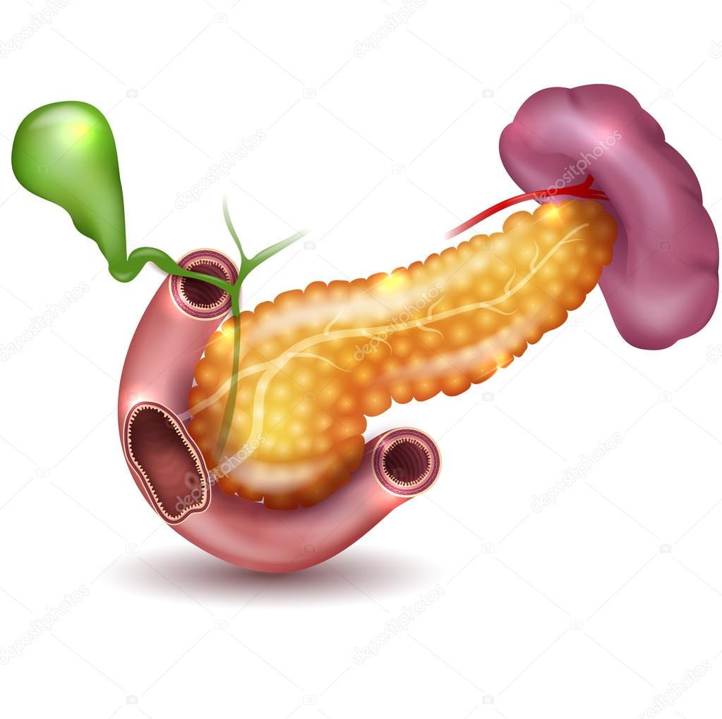 Pancreas and surrounding organs